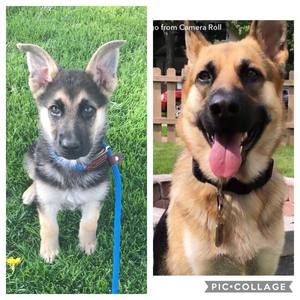 Meet your Posher, Sandoval